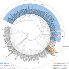 Image result for Warneckea sp.