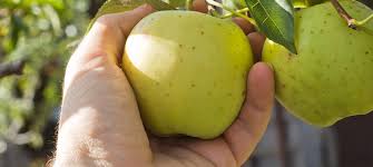 Falling Fruit Une Carte Pour Trouver Des Fruits Gratuits Pres De Chez Soi Reponse Conso