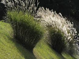 Cperennial grass that was collected in yokahama ich habe zwei stück davon und sie wachsen wie zuvor schon beschrieben horstig, bei mir nach ca. Miscanthus Wikipedia