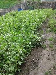 il fatto quotidiano non ci credeva nemmeno pierfrancesco favino, vincitore della coppa volpi come miglior attore al festival di venezia. Favino Per Sovescio Orticoltura