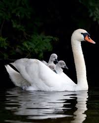 Pin By Adriann Barlow On Swans In 2020 Beautiful Birds Animals Beautiful Pet Birds