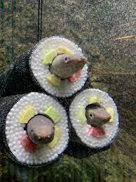 仙台うみの杜水族館公式 on twitter fish pet animals fish