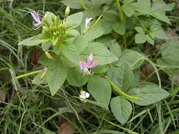 Image result for Cleome rutidosperma