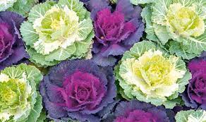 Decorative cabbage can be compared with a rose with its beauty, and the external resemblance is even one such plant can decorate a small tub or flowerpot, and if you create a flower bed out of them. Alan Titchmarsh On The Beauty Of Ornamental Cabbages And Kales Express Co Uk