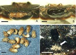 02.05.2020 · commensalism is a type of relationship between two living organisms in which one organism benefits from the other without harming it. Mites Symbiotic With Female Xylocopa Ruficeps A Dorsal View Of The Download Scientific Diagram