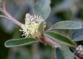 Image result for Croton kilwae