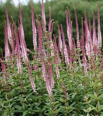 Veronicastrum sibiricum 'red arrows' at digging dog mail order nursery. 12 Veronicastrum Virginicum Erica Ideen Pflanzen Garten Gartenschirme