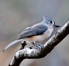 Birds With Tufted Heads Tufted Titmouse Hamilton Ga With Images Titmouse Birds Tufted