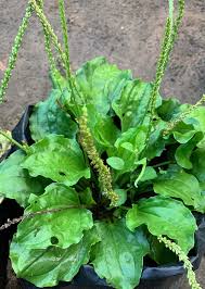 Image result for Plantago palmata