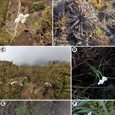 Image result for Vernonia fractiflexa