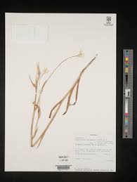 Image result for Afrosolen coeruleus