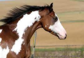 Pin On Horses