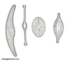 Image result for Entada bacillaris