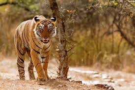 India Tiger Census 2026: Sixth Cycle of Survey Announced