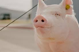 Ffa Pictures Ffa Animal Photography Livestock