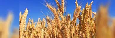 As big as a little town, the northern wheat plantation is the breadbasket of calpheon and is located northeast of the capital. Government Forecasts Record Wheat Rice Harvest This Year