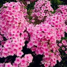 Home Garden Plants 100 Seeds Outdoor Perennial Phlox Seeds Planting Phlox Flower Seeds 8 Phlox Flowers Flower Seeds Blooming Plants