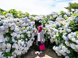 Oleh itu, kereta sewa merupakan pengangkutan utama para pelancong yang melawat pulau jeju terutama sekali anda yang mempunyai masa percutian yang terhad. Jeju Muslim Travel Ø§ÙØµÙØ­Ø© Ø§ÙØ±Ø¦ÙØ³ÙØ© ÙÙØ³Ø¨ÙÙ