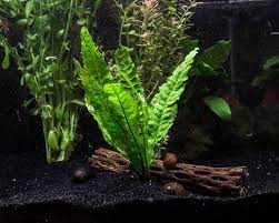 Sebab penyerapan nutrisi yang tinggi bisa mencegah timbunya alga. 9 Jenis Tanaman Aquascape Yang Paling Mudah Dipelihara Bukareview
