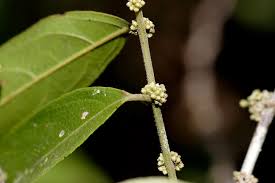 Image result for Microdesmis