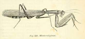 Epingle Par Chantal Remusat Sur Abecedaire Mante Religieuse Zoologie Dessin Insecte