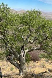 Image result for Commiphora viminea