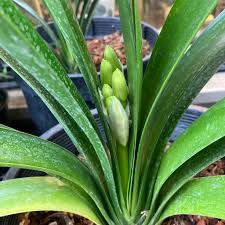Image result for Clivia miniata