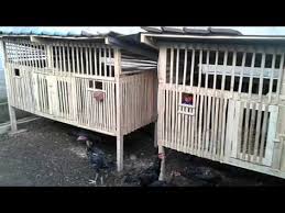 Ya, kandang 6 kotak ini dibuat dari bambu khusus yang kokoh dan punya hak paten sendiri dari daerah. Pin Oleh Daeng Uchu Di Kandang Ayam Desain Kandang Ayam Kandang Ayam Desain