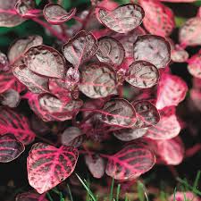 Image result for Iresine