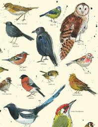 A4 Vintage British Garden Bird Chart Poster Nature Wildlife Print Birding