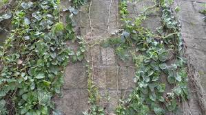 Image result for Basellaceae