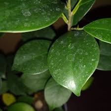美しい花の画像 新着観葉 植物 白い 粉