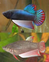 Males and females tend to be easily distinguishable, but occasionally a female will look quite similar to a male. File Male Female Bettas Jpg The Free Freshwater And Saltwater Aquarium Encyclopedia Anyone Can Edit Betta Fish Tropical Fish Aquarium Betta