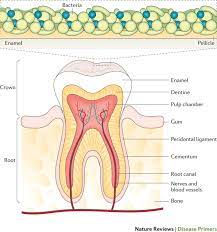 Dental Caries Nature Reviews Disease Primers