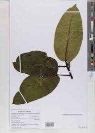 Image result for Ficus laurifolia