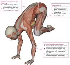 An Overview Of Crow Pose Bakasana Pocketmags Com