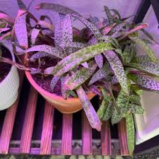 Image result for Ledebouria luteola