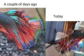 I put him in a new, clean tank treated with aquarium salt with daily water changes. Emergency My Betta Has Had Fin Rot For A While Mainly On The Top And Bottom Fins I Got Him Tetra Lifeguard All In One Treatment As It Was All That Was