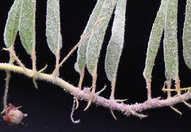 Image result for Hermannia eenii