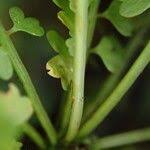 Image result for Asplenium sandersonii