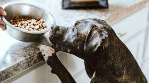 Dog And Cat Food Recall Expands After More Pet Deaths Reported Slashgear