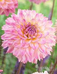 This Multi Colored Decorative Dahlia Is Certainly A Good Investment In Your Sunny Garden Colorful Investme Fake Flower Arrangements Bulb Flowers Fake Flowers