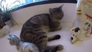 Jackson calls her laura) and also two other cats (rumor says more~) named kunta and odd. Cats Cafe Jb Youtube