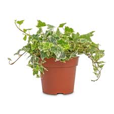 Image result for Hedera