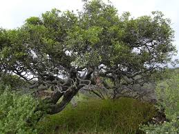 Image result for Diospyros sp. no. 1 sensu FZ