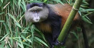 Golden Monkey