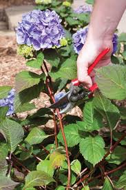 Planting your hydrangea in early spring or in the fall is ideal. Top 10 Tips On How To Plant Grow And Care For Hydrangeas Planting Hydrangeas Hydrangea Care Plants