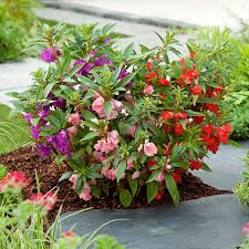 Image result for Impatiens keilii