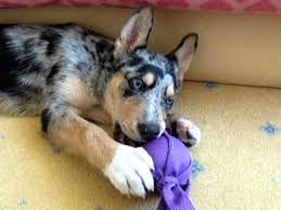 Siberian Husky Blue Merle Collie Mix Loki Loves His Kong Wubba Youtube Border collies have had significant roles in the films, babe, animal their eyes often come in the most piercing shade of blue. siberian husky blue merle collie mix