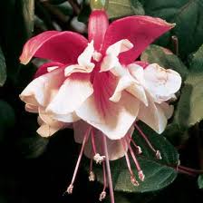 We did not find results for: Swingtime Trailing Fuchsia Fuchsia Hybrid Proven Winners